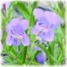 Penstemon eriantherus
